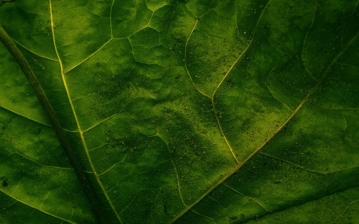 leaves (9).jpg (572 KB)